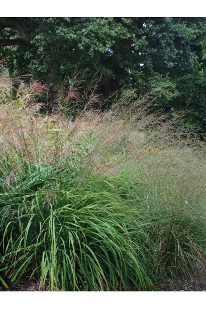 Молінія Фонтейн листя